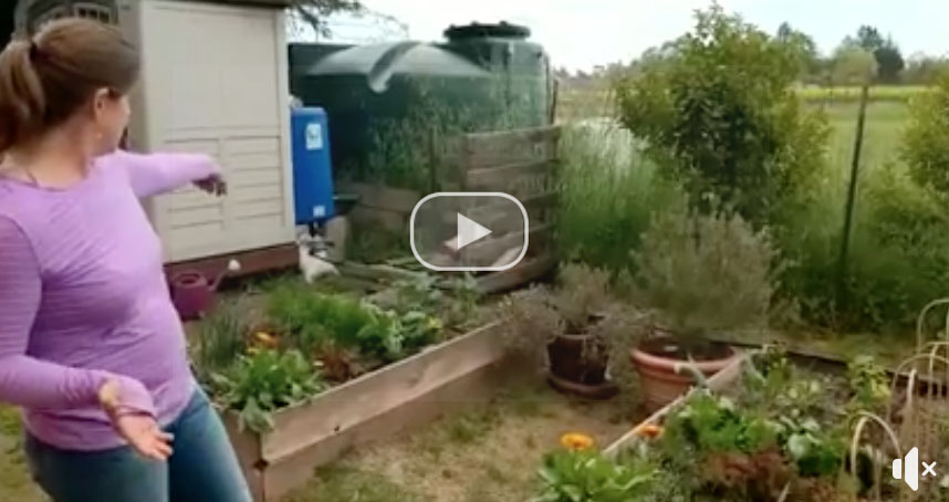 Diy Drip Irrigation System Irrigate From Rain Barrels By Gravity Feed