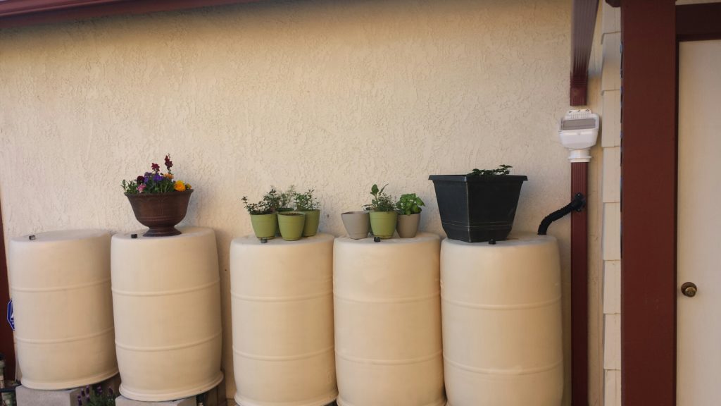 How to Keep Mosquitoes Out of Rain Barrels BlueBarrel Rainwater