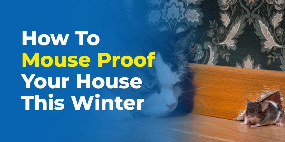 How to MouseProof Your House this Winter Blue Beetle Pest Control