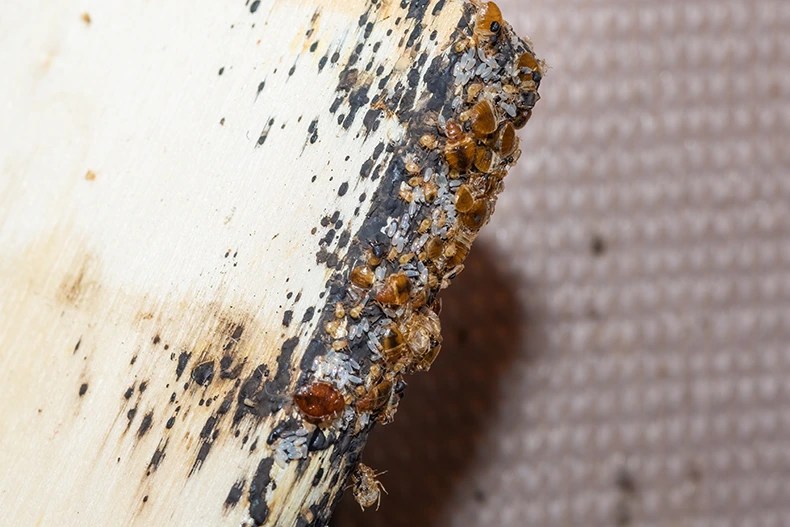 What Attracts Bed Bugs Pro Tips To Keep Them Away!
