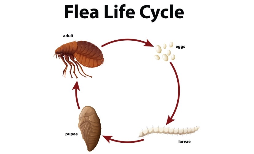 How Long Will Fleas Live in a House Without Pets?