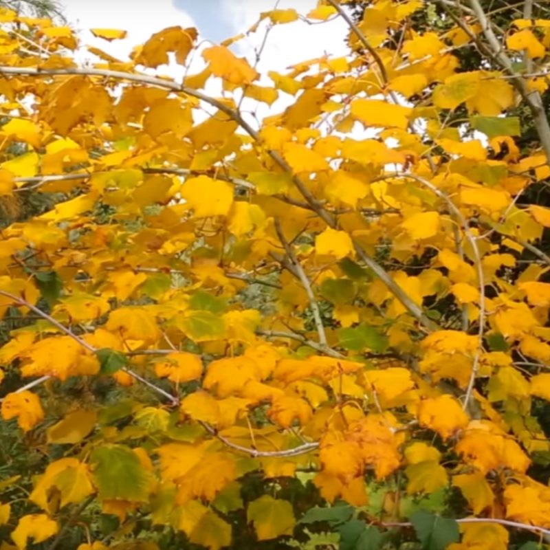 Acer tegmentosum