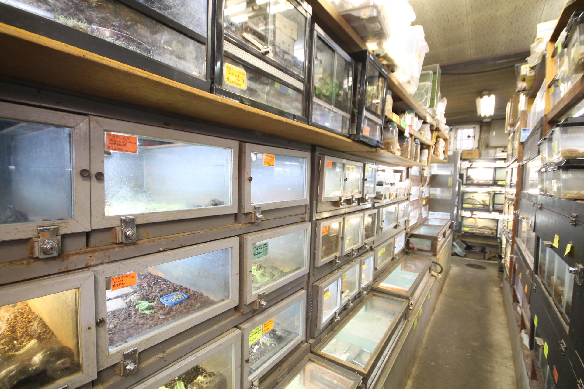 ちょっと変わったペットショップ！？年々人気の増している爬虫類専門店☆ ブルーボックス発！メゾネット賃貸のWikiブログ
