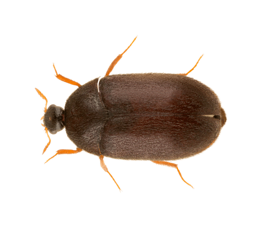 Black Carpet Beetle Identification & Info Blue Chip Pest Services