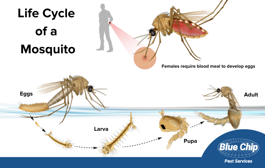 Mosquito Larvae in My Pool! Blue Chip Pest Services Pest Control