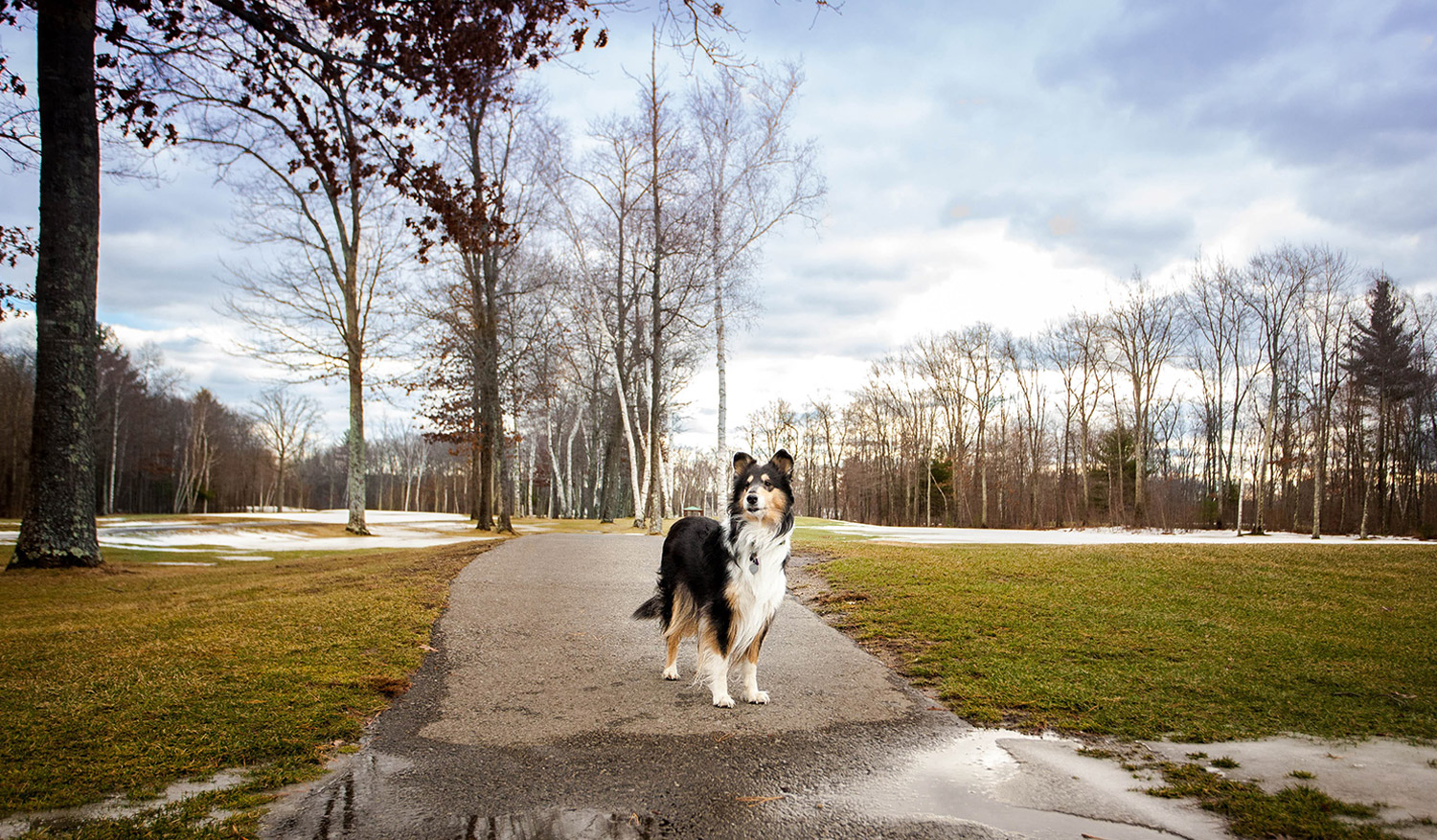 Dog Training & Dog Walking in Andover, MA & North Andover, MA