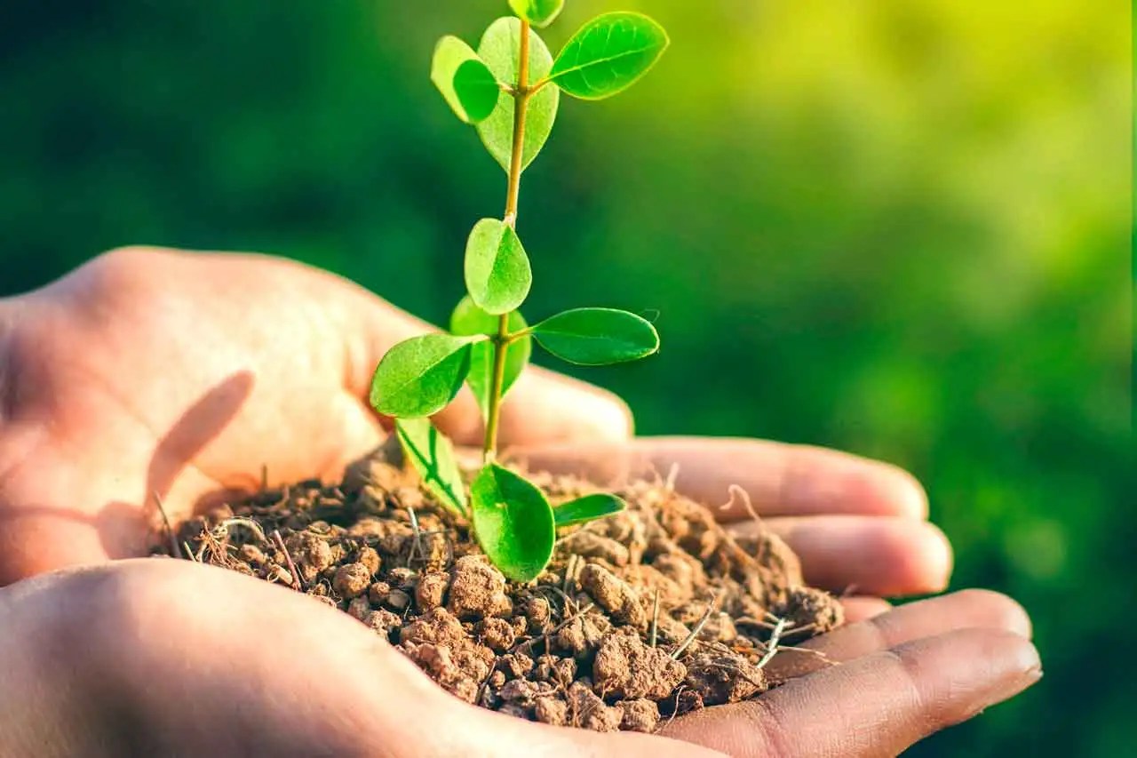 Organic Fertilizer How and where to get in Kenya (2023)