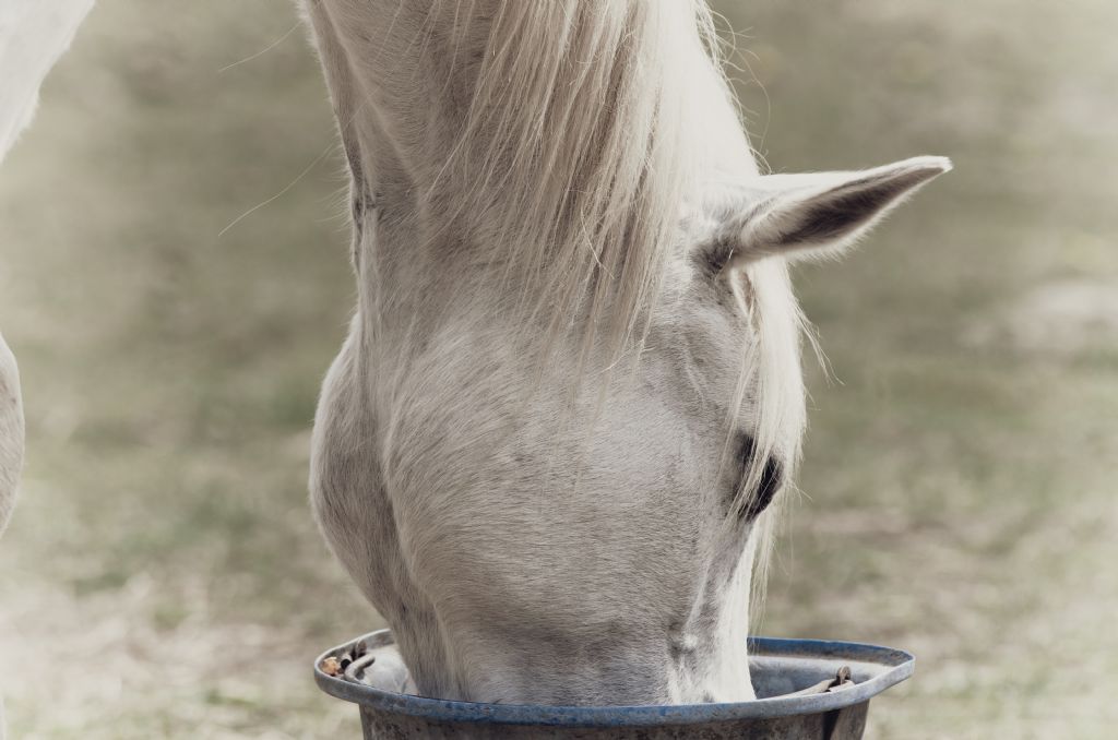 Maintaining Optimal Weight in Older Horses A Comprehensive Guide