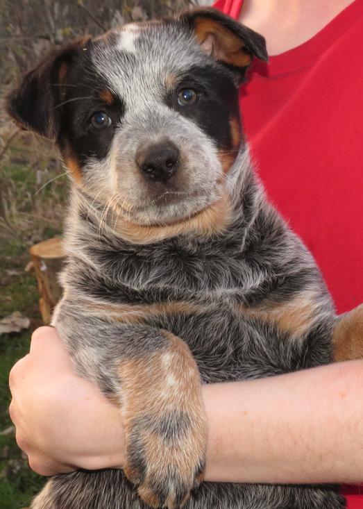 Dixie Photo Puppies Blue Heeler