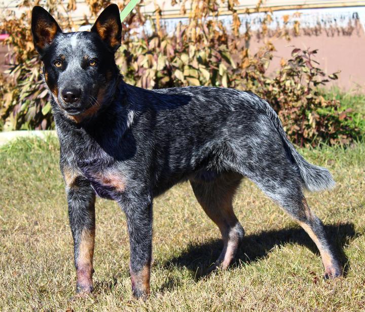 Blue Heeler Dogs Raised in Western Canada Saskatchewan