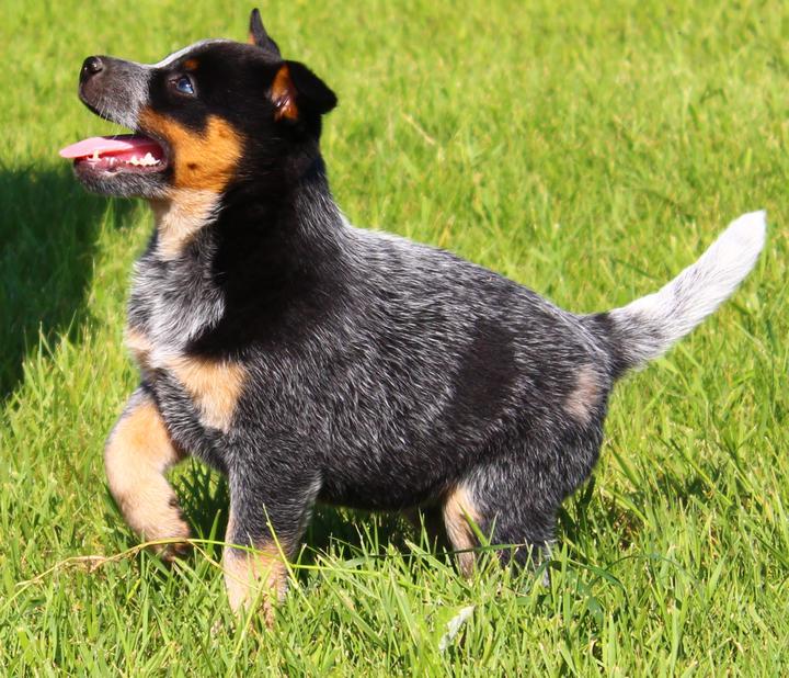 Blue Heeler Photos Puppies Izzy