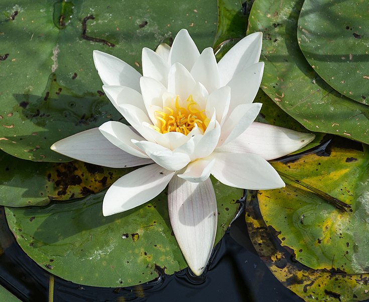 Weiße Seerose Blühendes Österreich