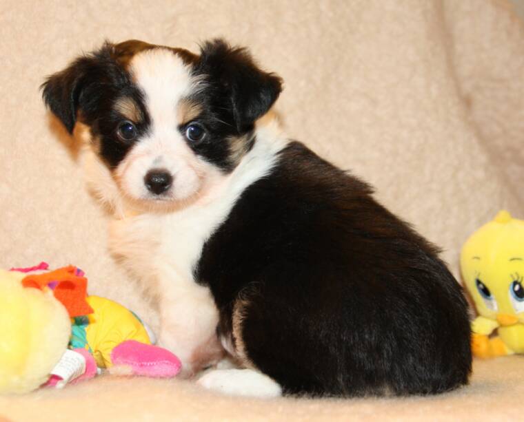 Blue Horizon toy australian shepherds