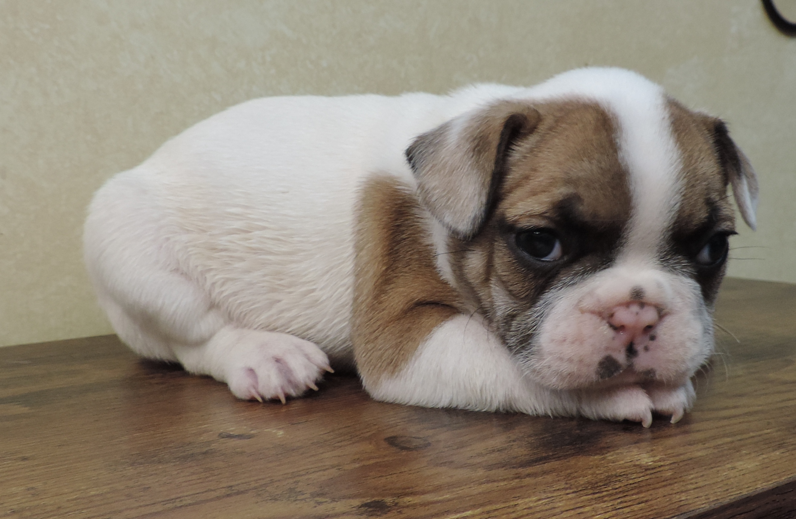 Blue Moon Dog Puppy Sales