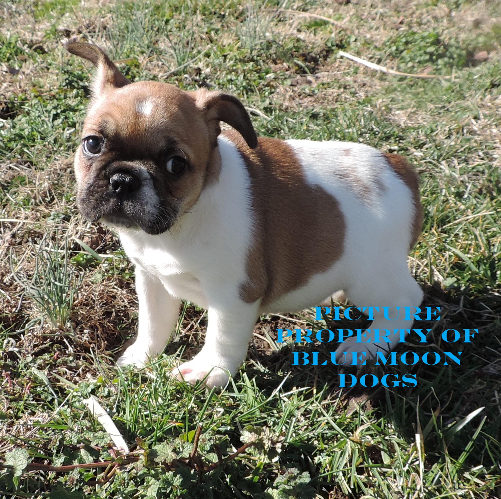 Blue Moon Dog Puppy Sales