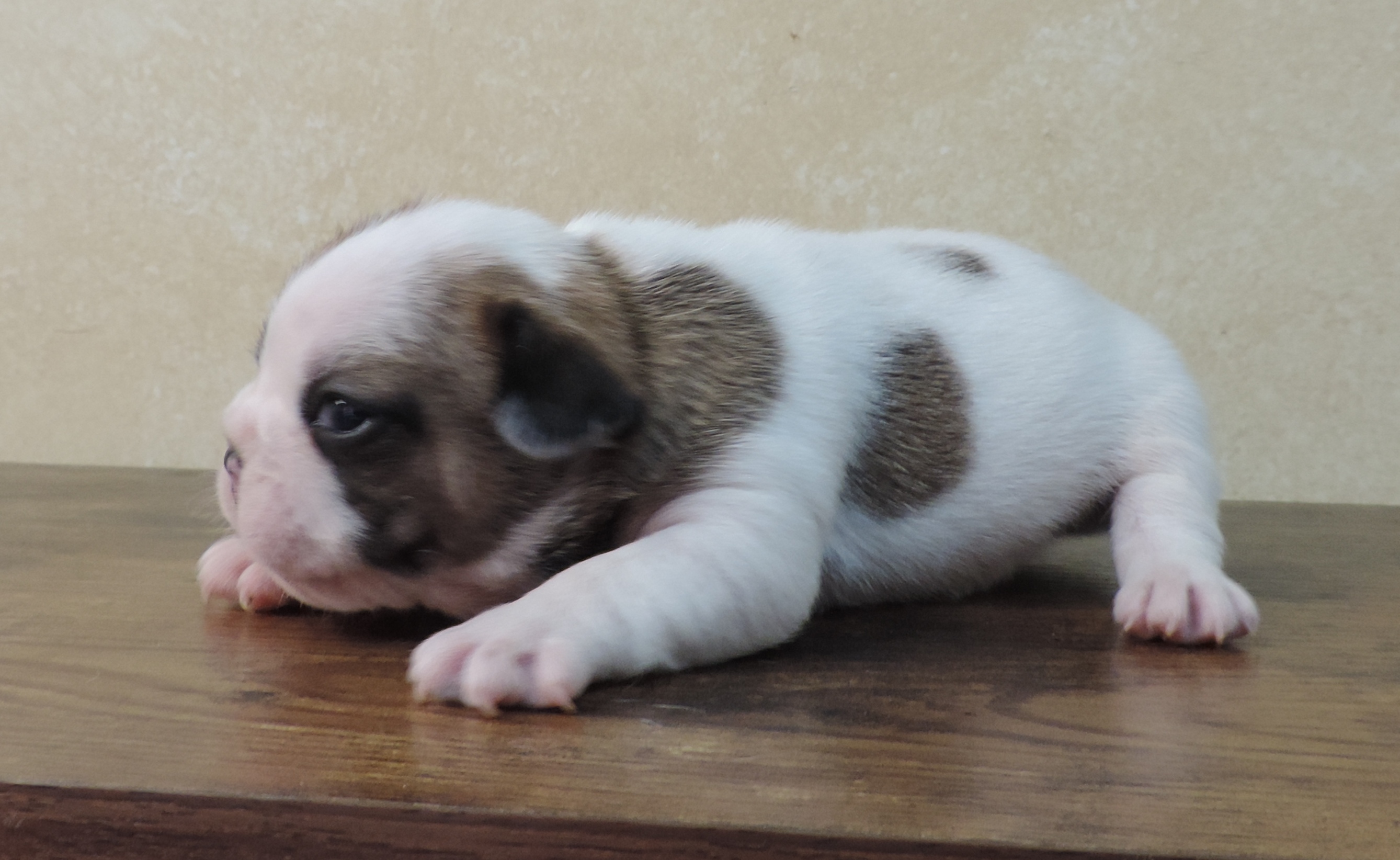 Blue Moon Dog Puppy Sales