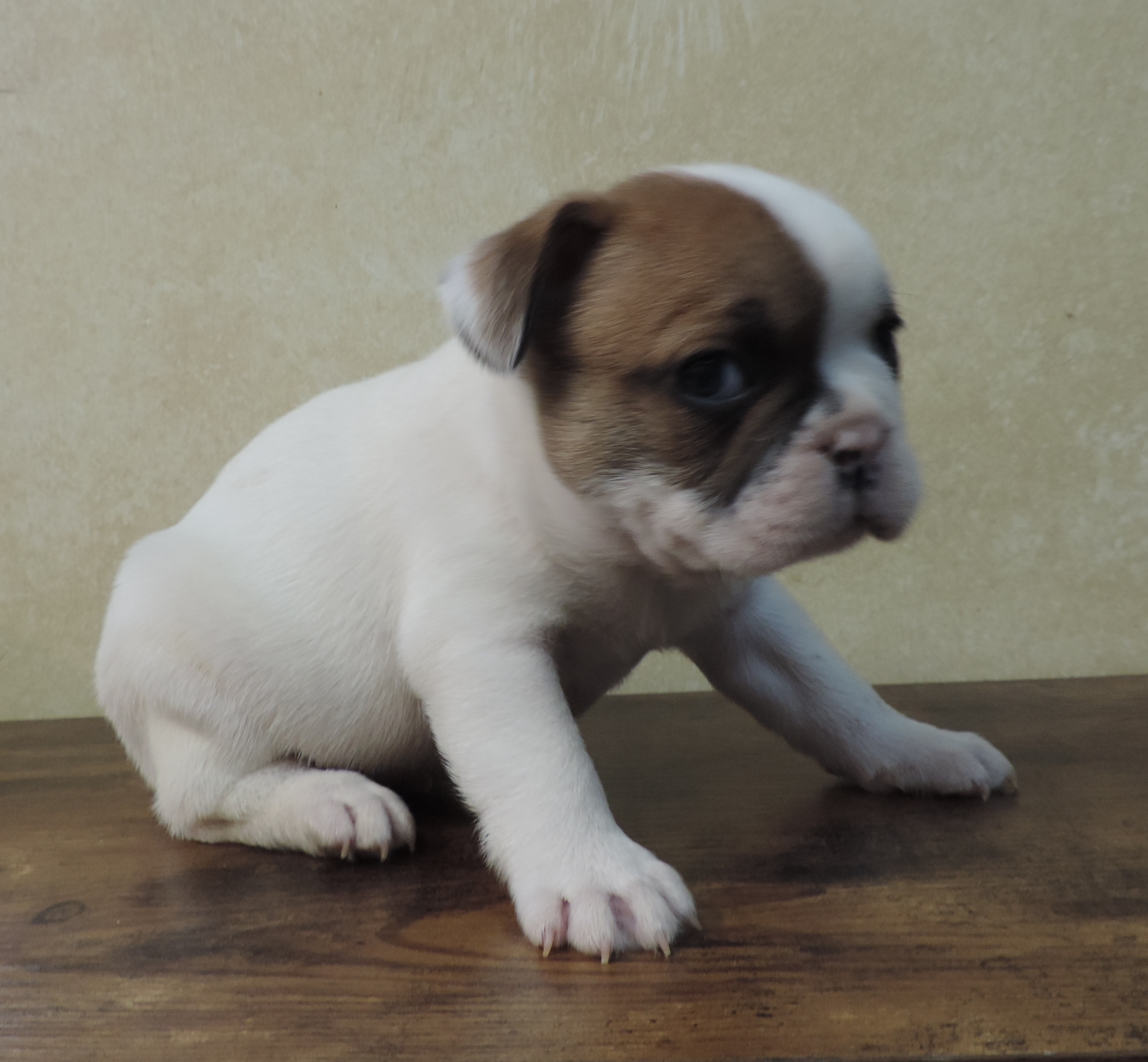 Blue Moon Dog Puppy Sales