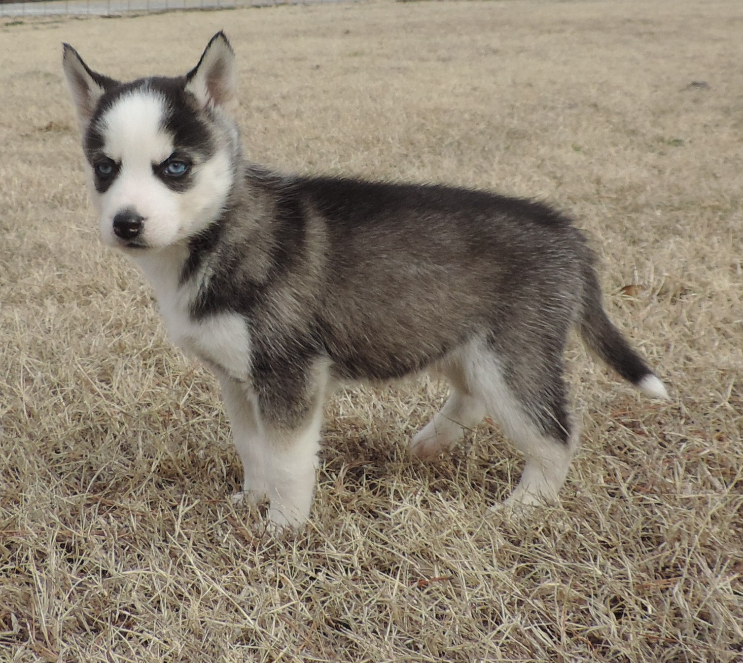 Blue Moon Dog Puppy Sales