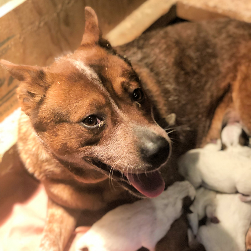 Blue Red Joe's Australian Cattle Dogs: Our Dogs