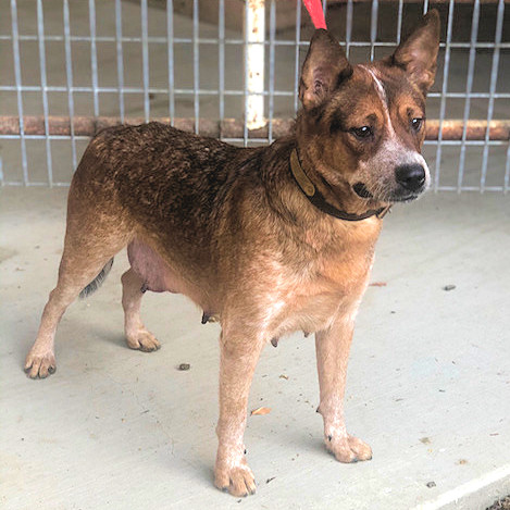 Blue Red Joe's Australian Cattle Dogs: Our Dogs