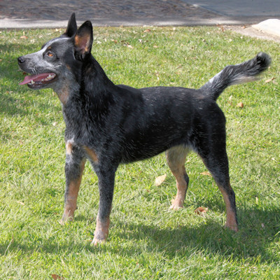 Blue Red Joe's Australian Cattle Dogs: California Australian Cattle Dog Breeding Kennel Home Page
