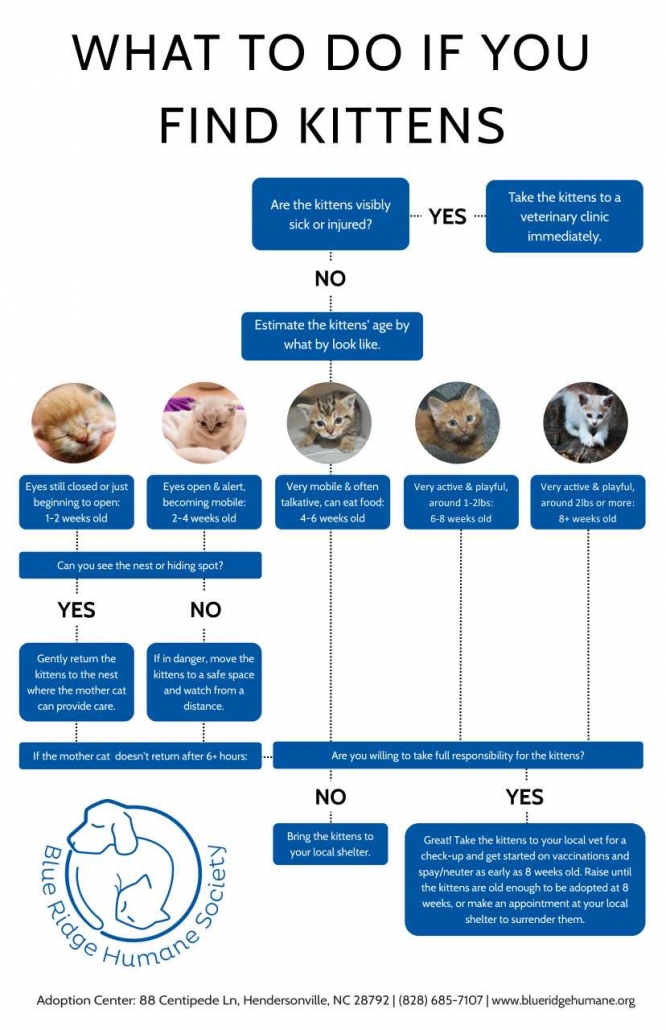 What Do You Do If You Find Kittens? Blue Ridge Humane Society