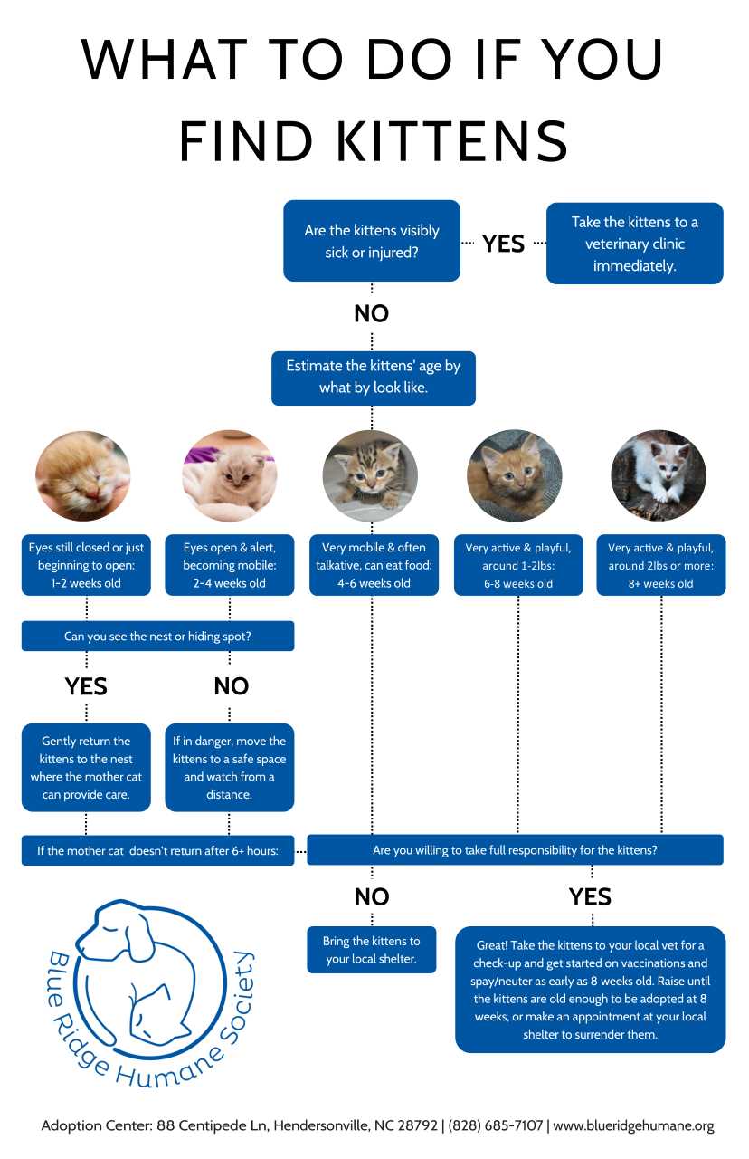 What Do You Do If You Find Kittens? Blue Ridge Humane Society