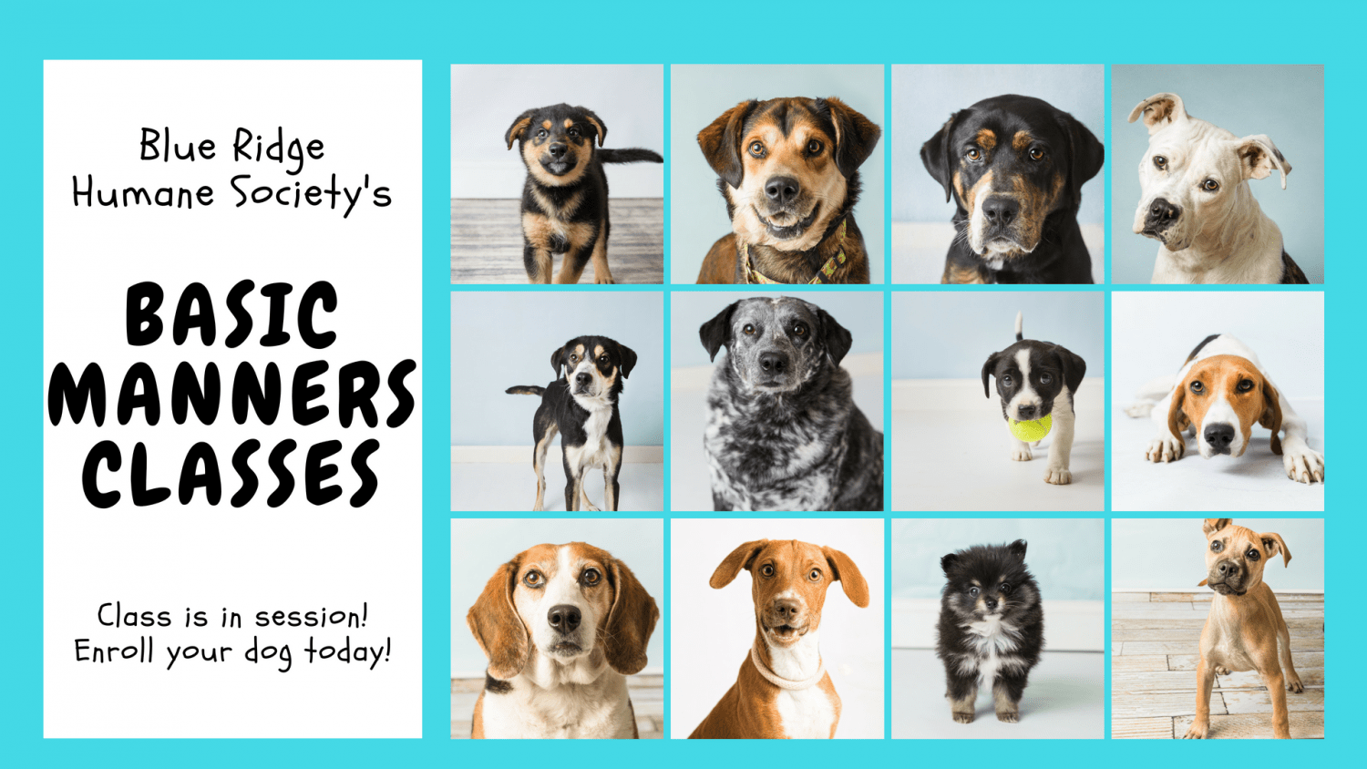 Housing Assistance Blue Ridge Humane Society Hendersonville, NC