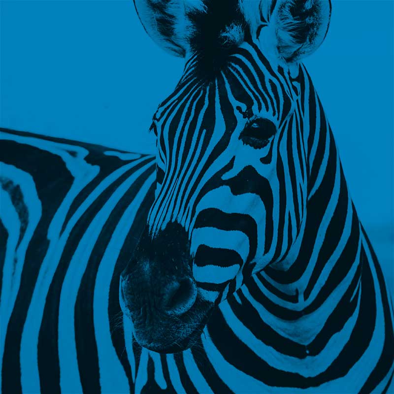 BlueZebra Developing and Building In House Talent Strategies