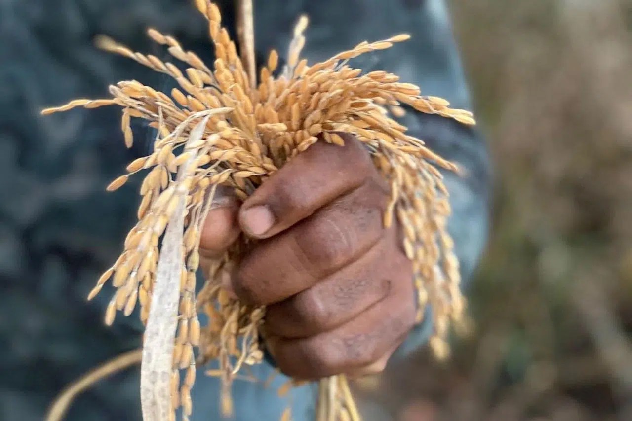 How This South Carolina Rice Could Help You Live to 100 Blue Zones
