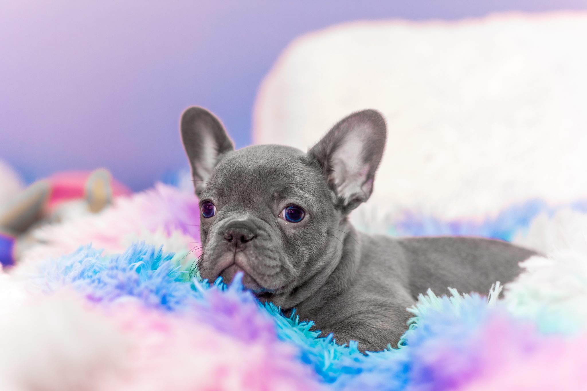 49+ French Bulldog Dna Test Results Image Bleumoonproductions
