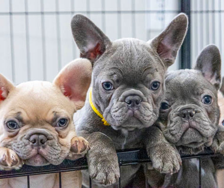 4 panel health test french bulldog raneemezquita