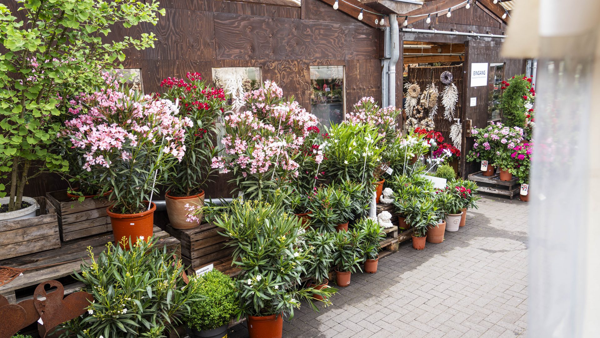 Pflanzen Blumen Hoffmann Hannover