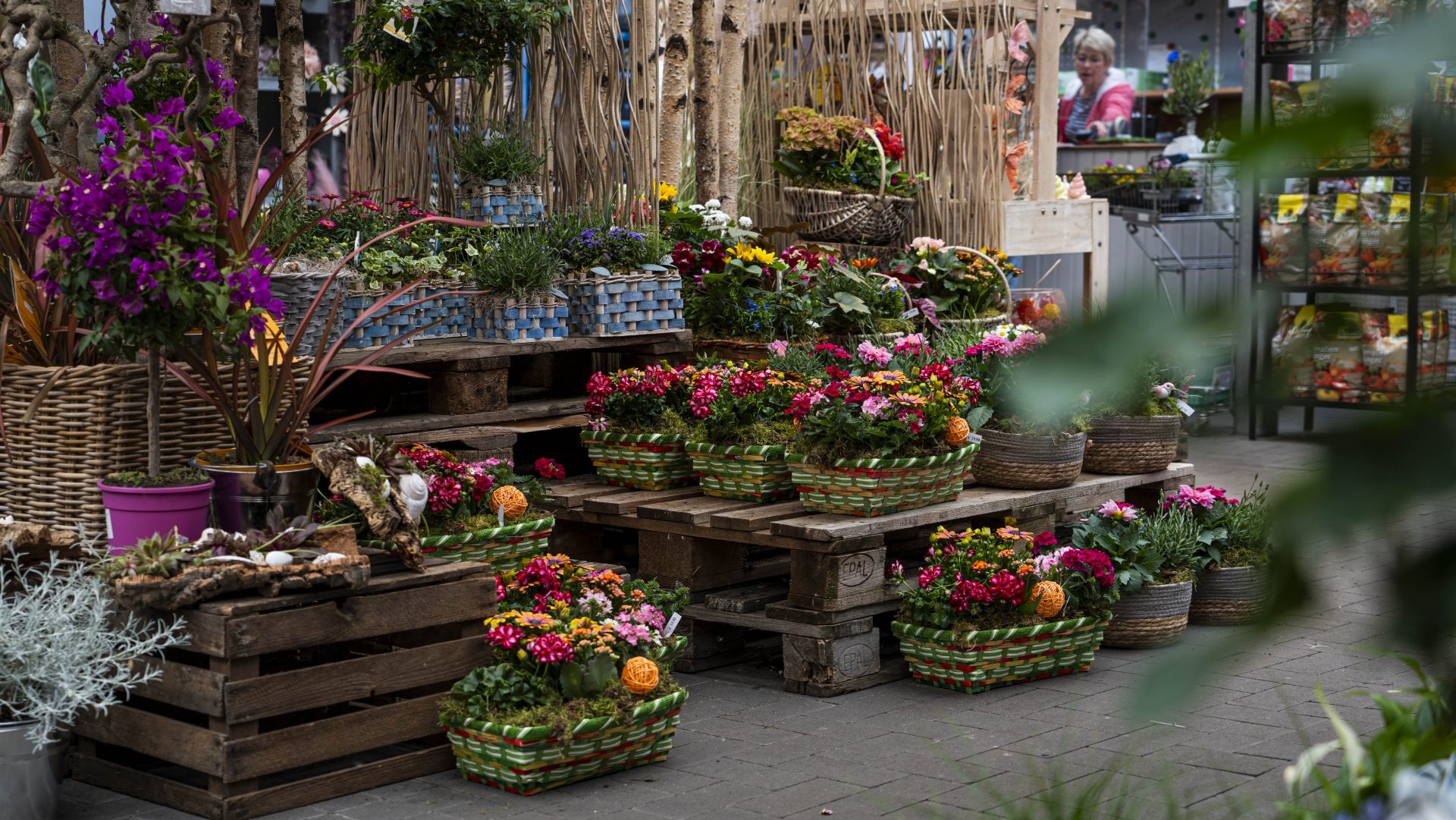Pflanzen Blumen Hoffmann Hannover