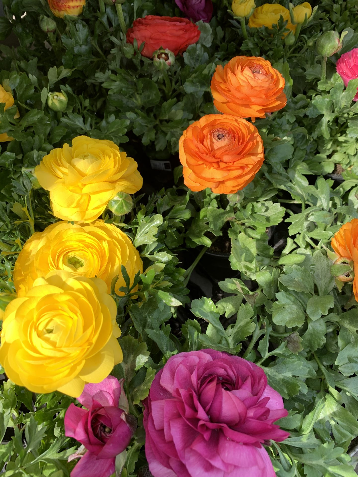 Pflanzen Blumen Hoffmann Hannover