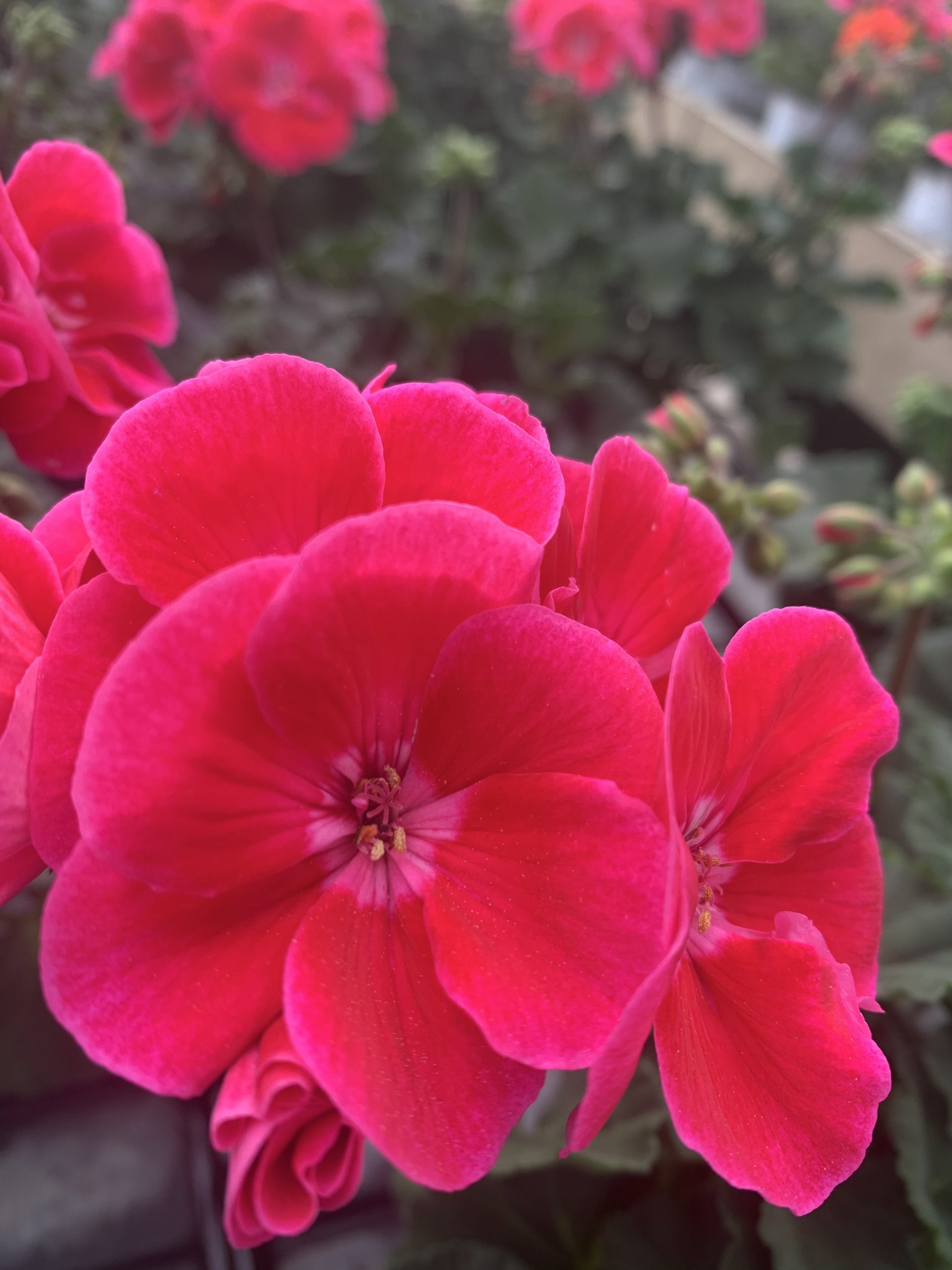 Blumen Lang