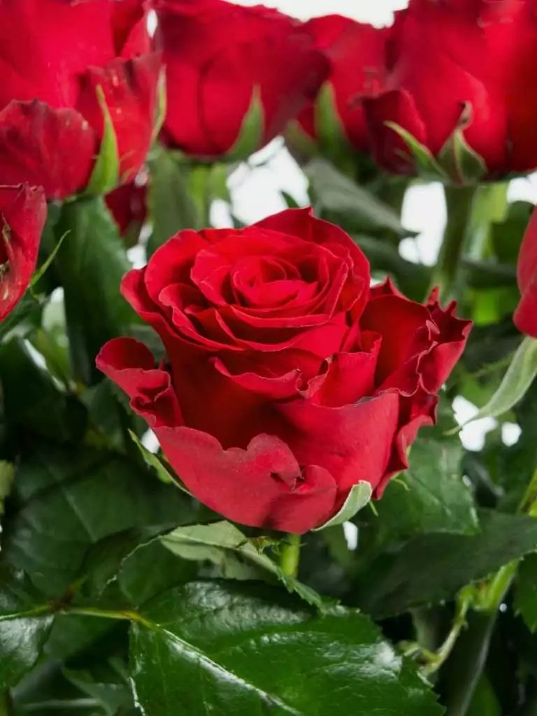 50 lange rote Rosen Angebot zum Frauentag bestellen
