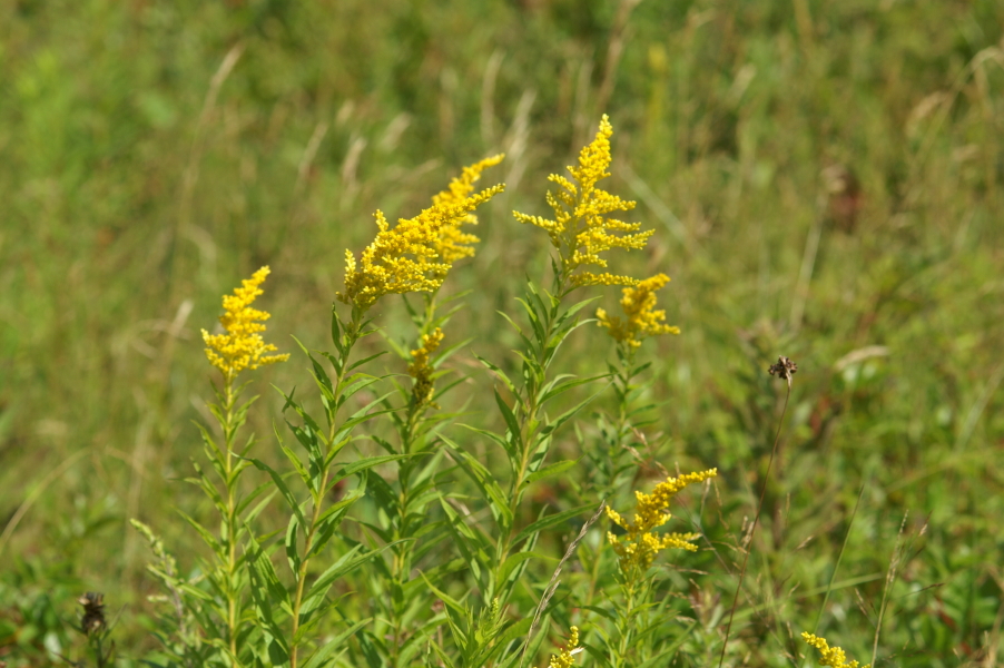 Wild Flowers of Nova Scotia Goldenrod