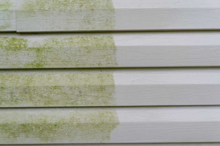 What is the Difference Between Mold and Algae? BluStream Power Wash