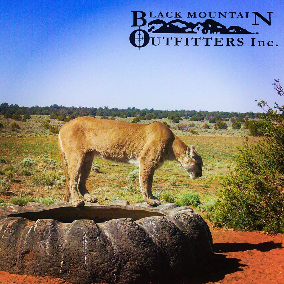 Guided Predator Hunts in New Mexico BMO Hunts