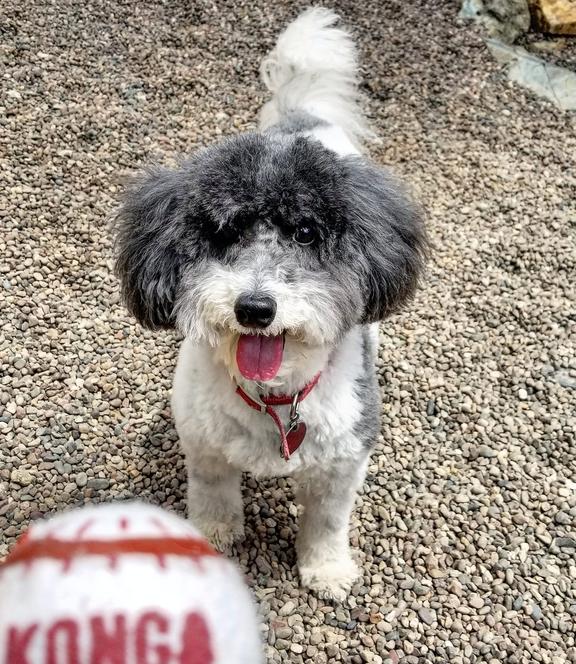 boarding kennels, boarding pet, dog boarding, boarding kennels for dogs