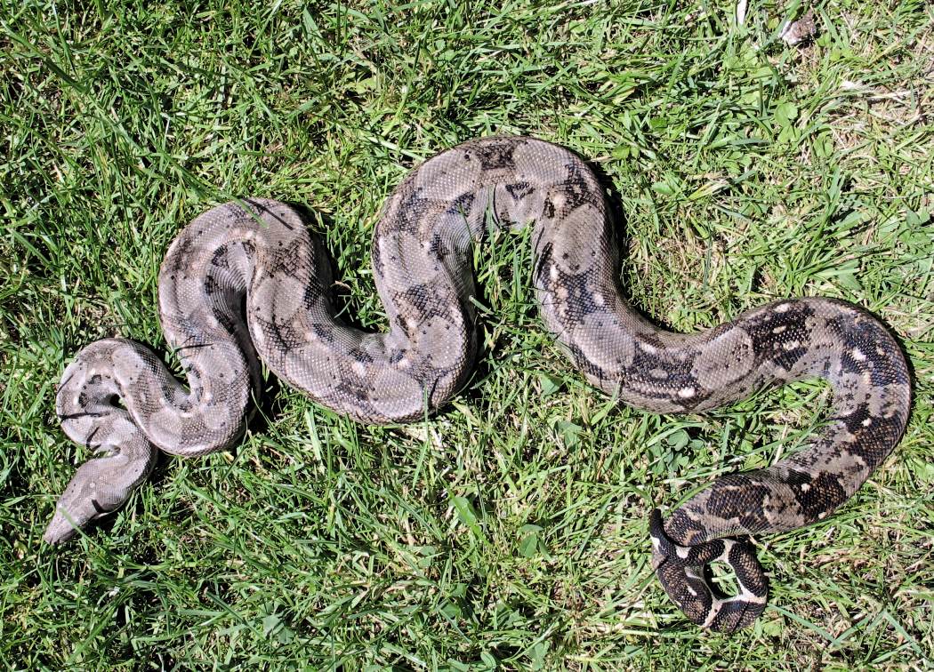 Boa c. imperator Ambergris Caye for sale Boa constrictor Verkauf Sale