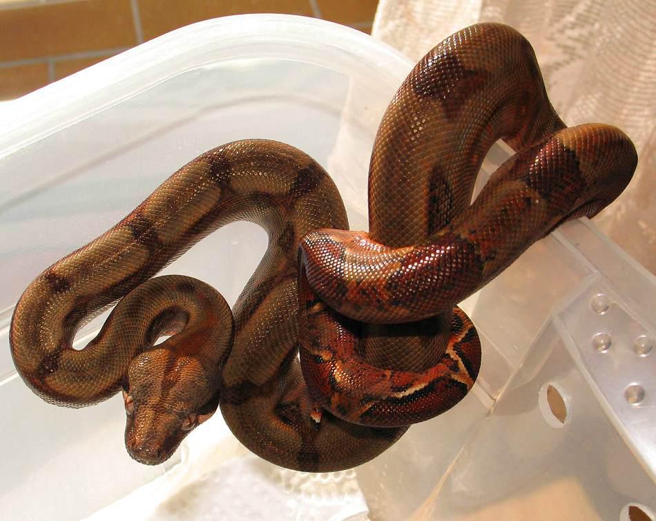 Firebelly_Boa_Baby.jpg Stöckl Die Nr.1 Boa constrictor Seite im