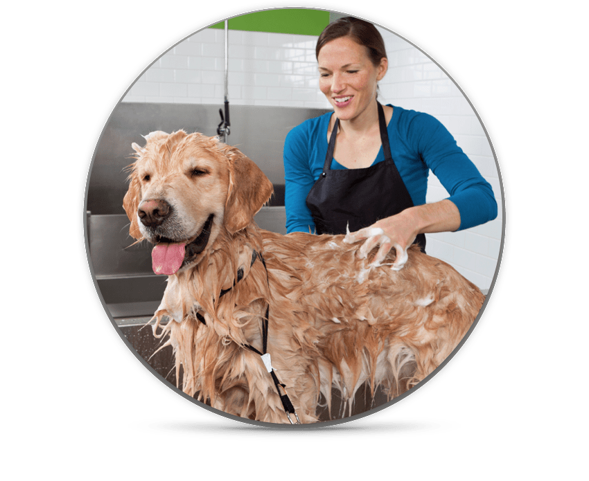 Dog Grooming Boarding & Beyond