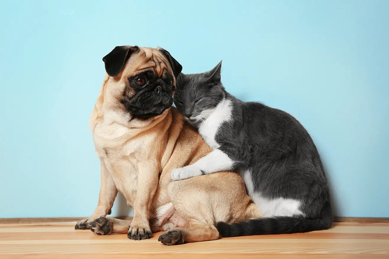 How to Live With Cats & Dogs Together Bob Martin