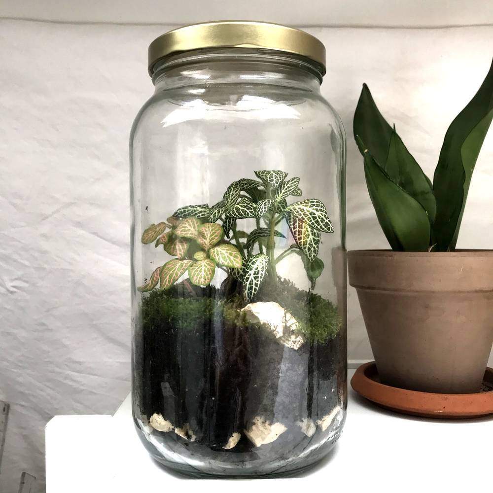 Tutoriel comment créer un terrarium tropical Boboco