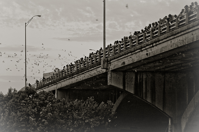 Austin Bats… Bob's Blahg