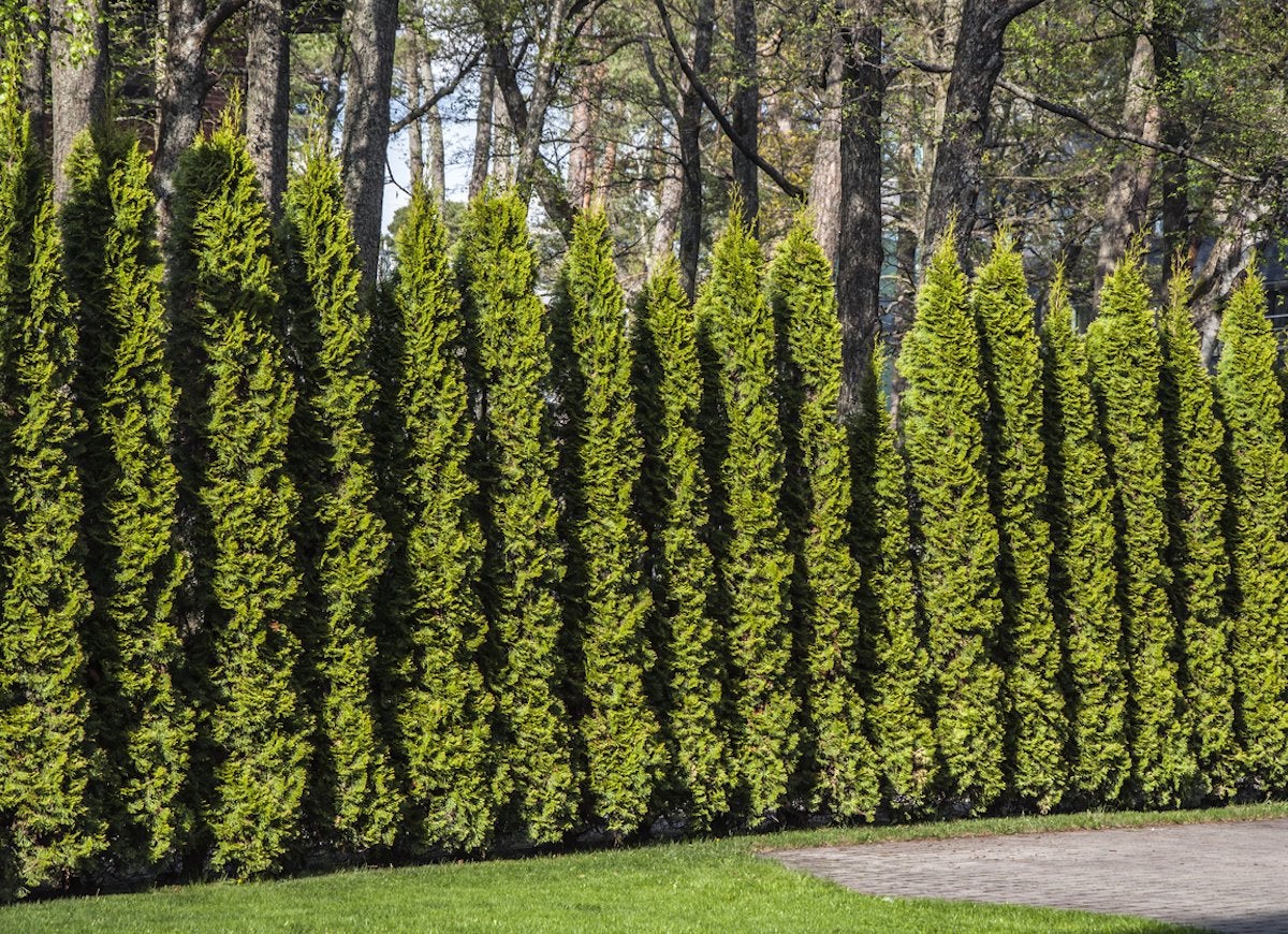 11 Living Fences That Look Better Than Chain Link Bob Vila
