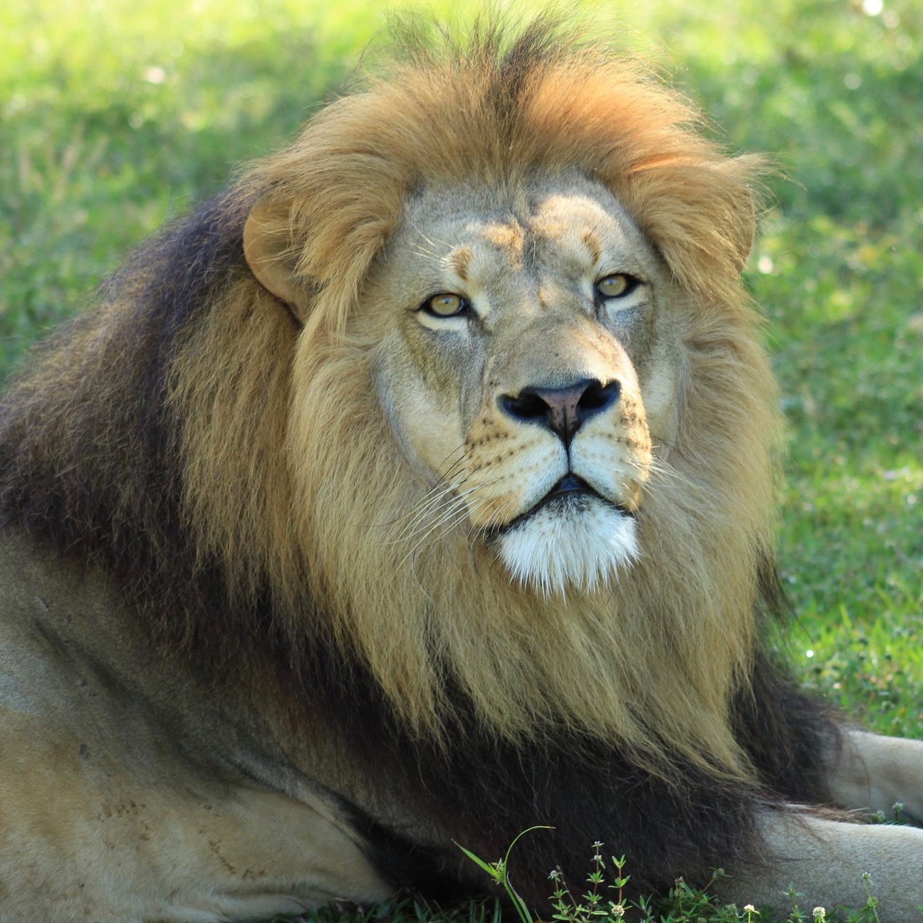 Lion Country Safari Ranked in “10 Best Safari Parks” by USA Today