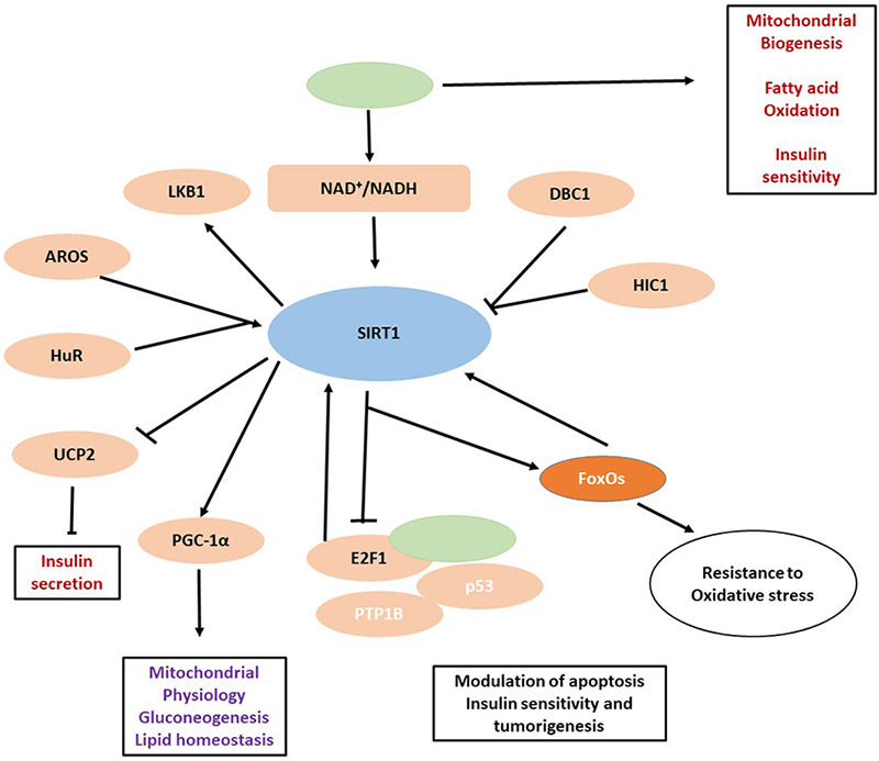 Sirtuin InhibitorsSirtuin Signaling Pathway BOC Sciences